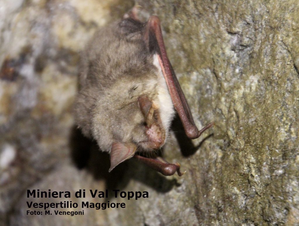 Miniera Di Val Toppa Gruppo Grotte Gallarate